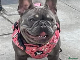 French Bulldog dogs - Advert 28