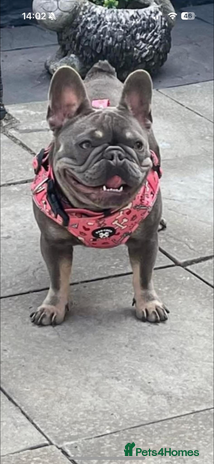 French Bulldog dogs - Advert 14