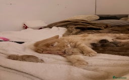 Persian cats for sale: Persian Kittens  - Image 1