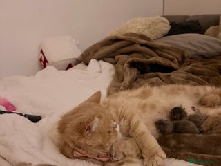 Persian cats - Advert 11