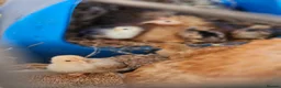 Chickens poultry for sale: Peakin and Silky Bantham Chickens for Sale - Advert 2