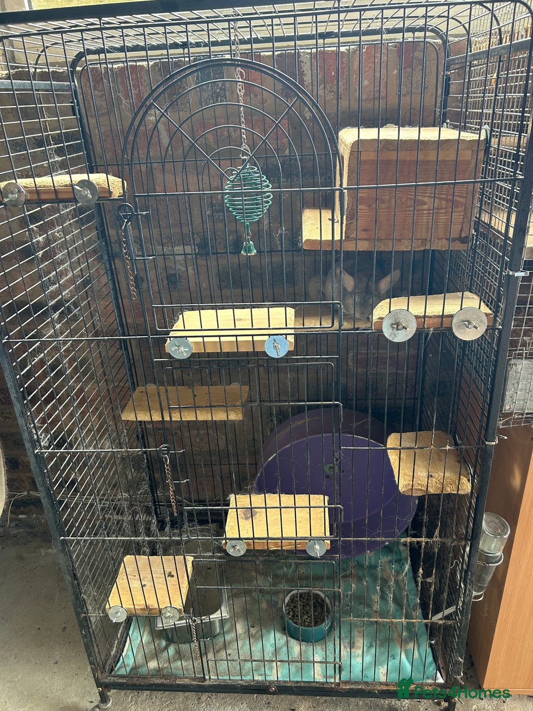 Chinchilla rodents for sale: 2 Bonded Male Chinchillas - Image 4