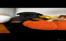 Pug dogs for sale: Beautiful Pugs  - Image 4