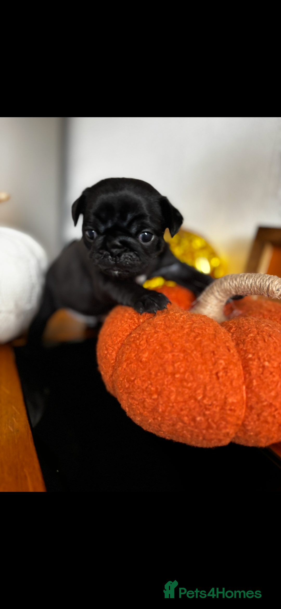 Pug dogs for sale: Beautiful Pugs  - Image 4