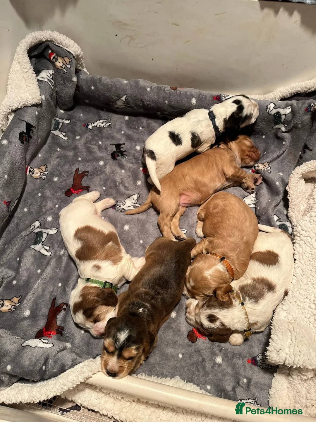 Cocker Spaniel dogs for stud: Orange Roan KC reg Show Cocker Spaniel Stud - Advert 17