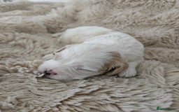 Mixed Breed dogs for sale: Cavapoo/Shihpoo mix - Image 14