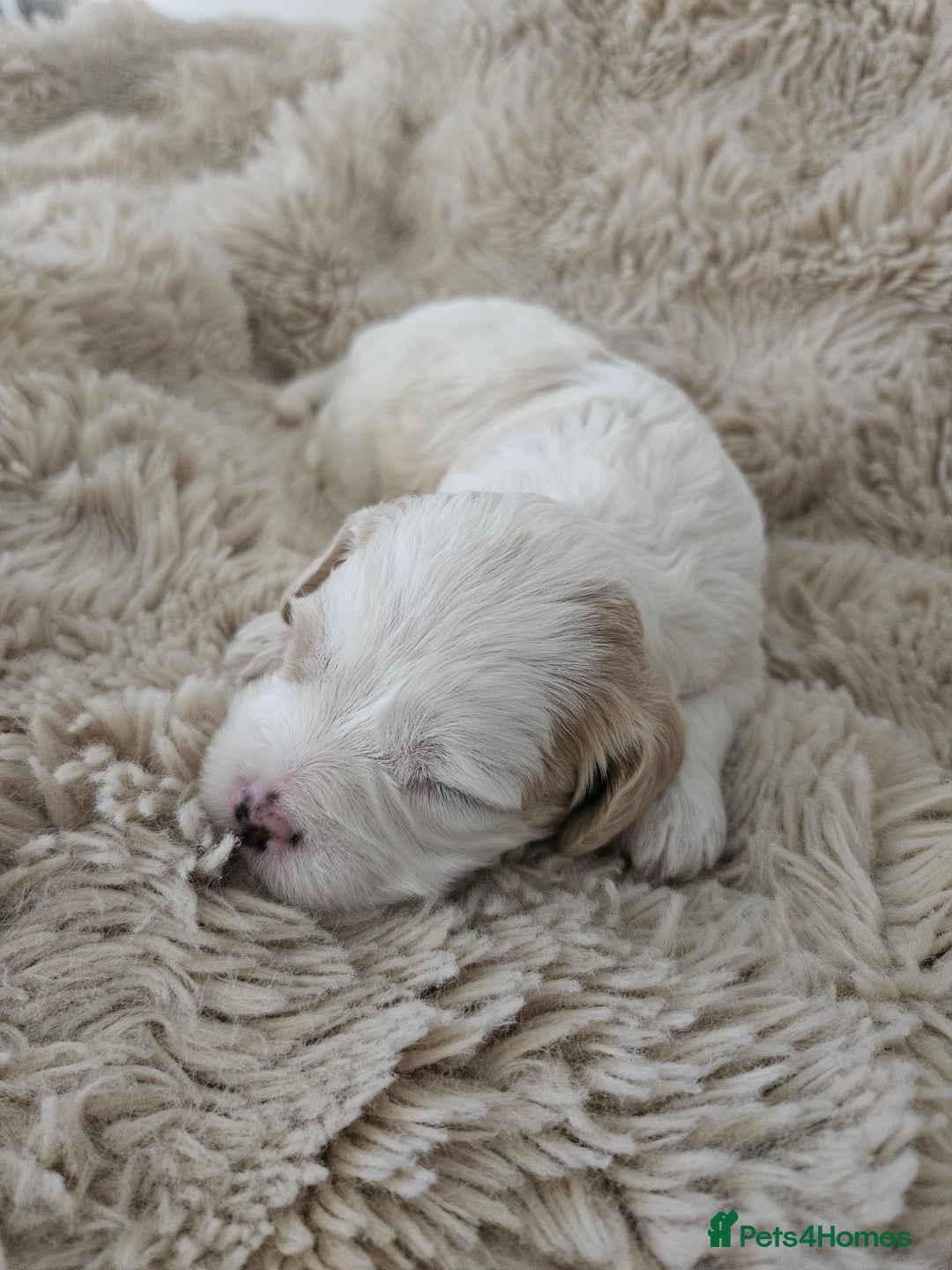 Mixed Breed dogs for sale: Cavapoo/Shihpoo mix - Image 14
