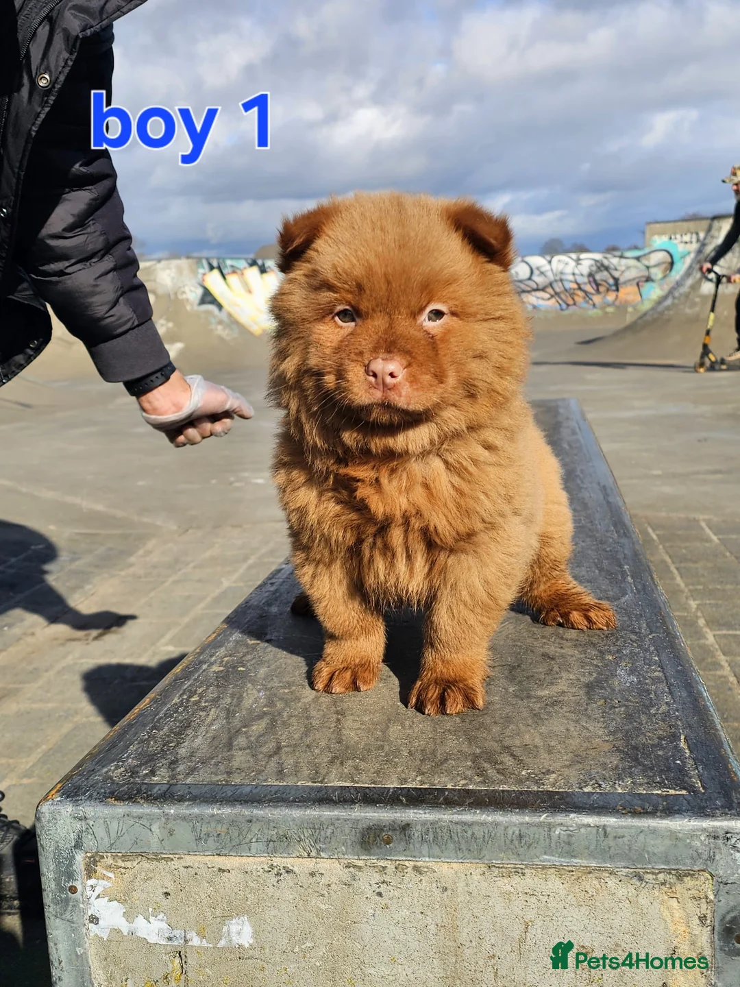 Chow Chow dogs for sale: Cantonese chow chow in Birmingham - Advert 9