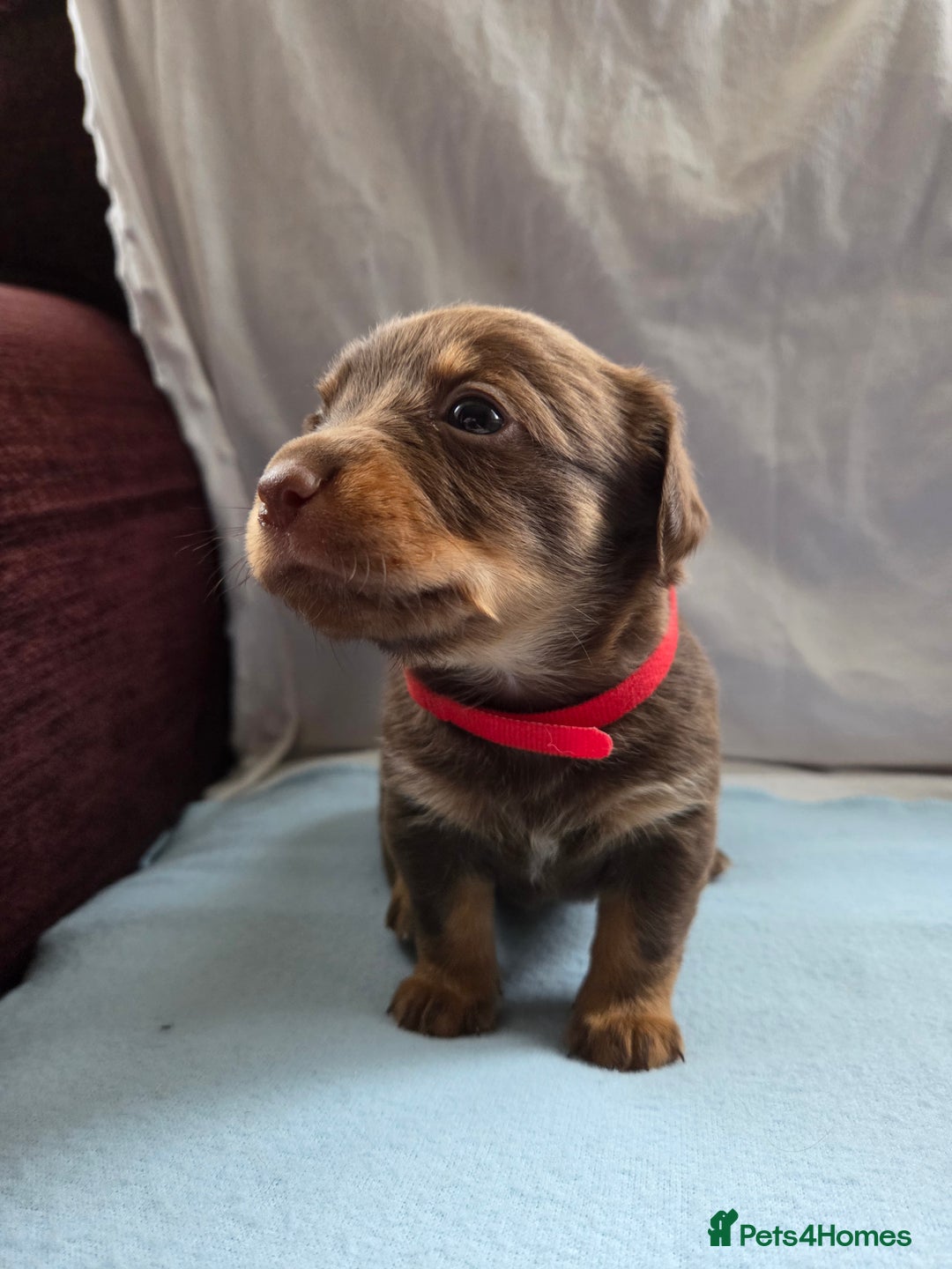 Mixed Breed dogs for sale: Beautiful Jack Russell x Chihuahua Puppies  - Image 7