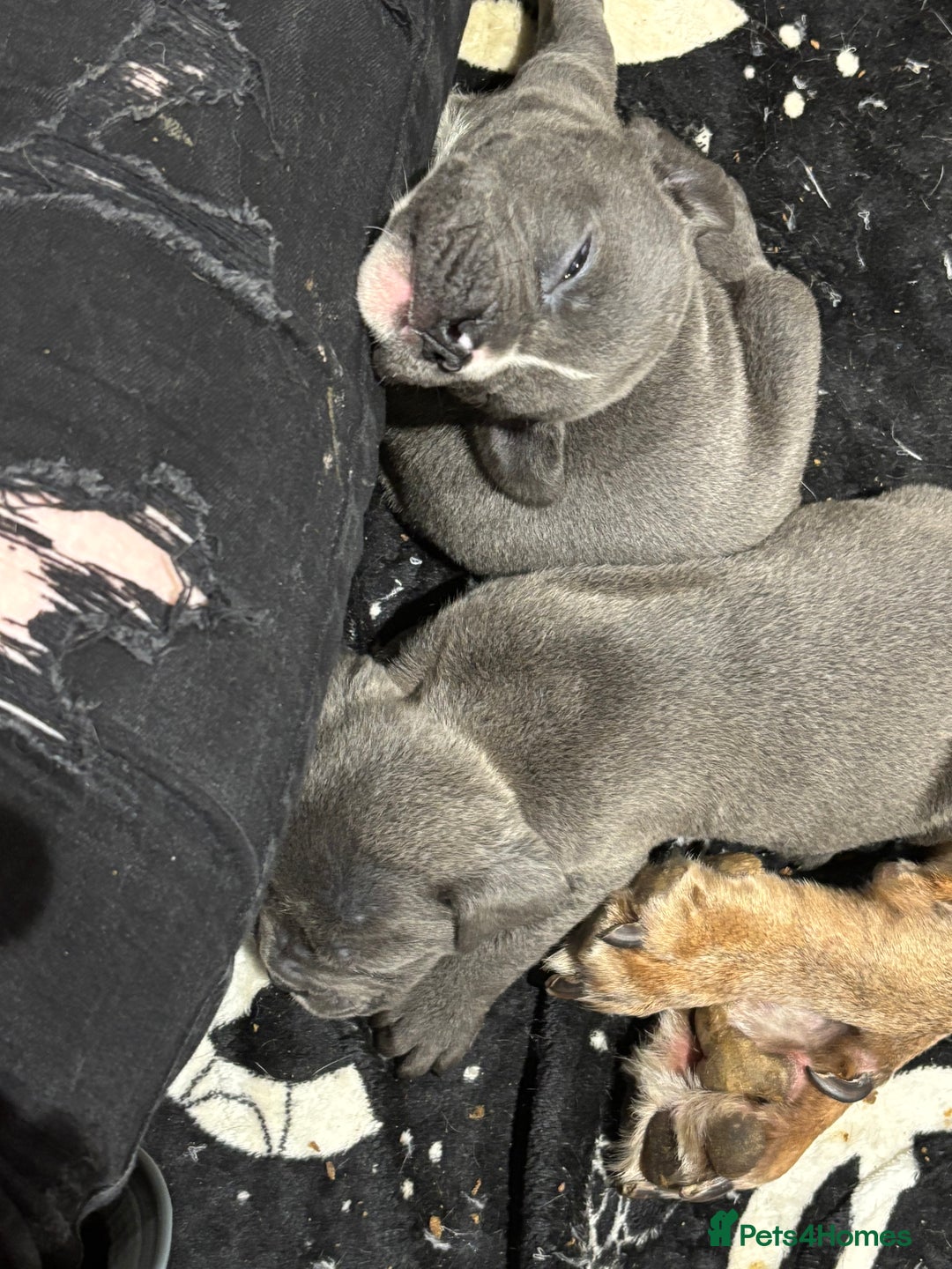 Mixed Breed dogs for sale: canó corso cross british bulldog puppy’s  - Image 27