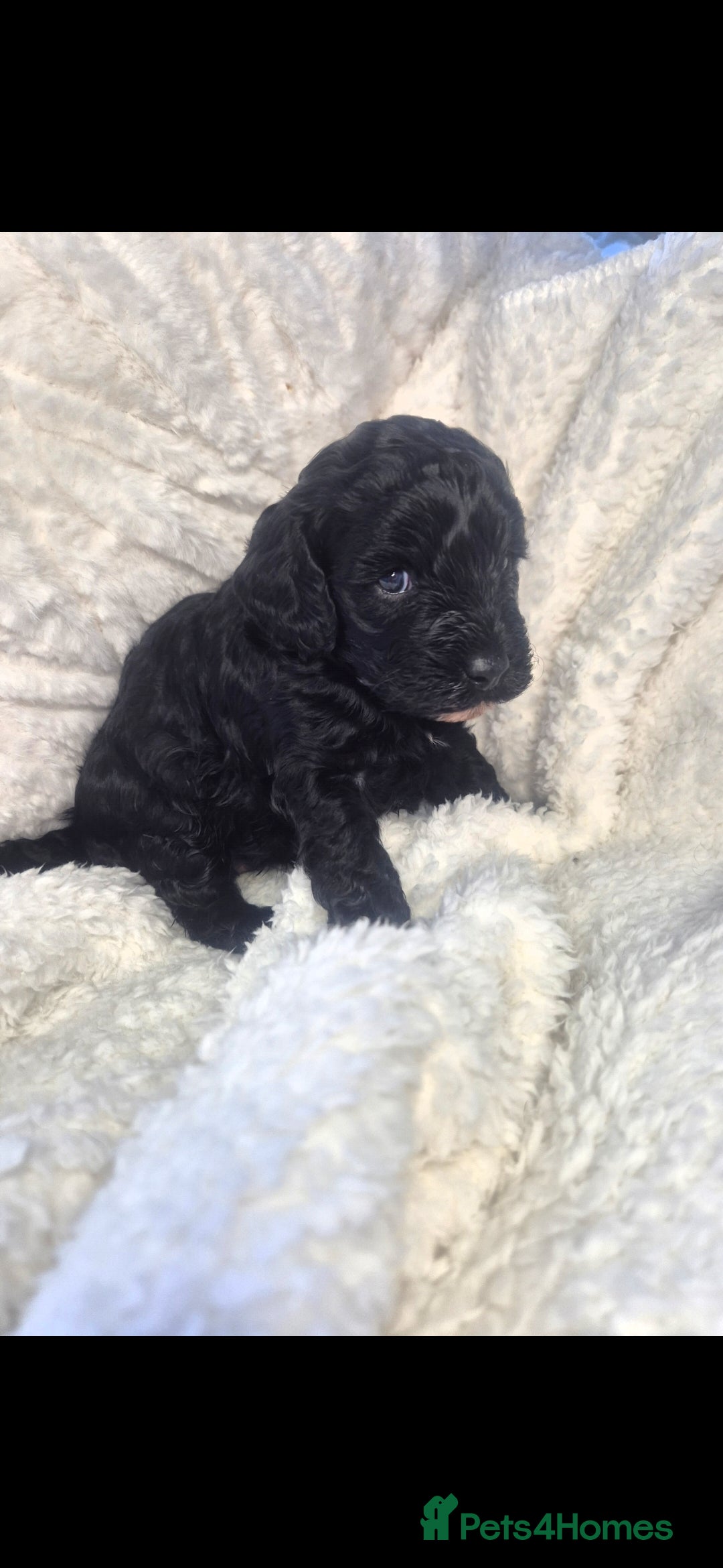 Cavapoo dogs Cavapoo puppys - Advert 2