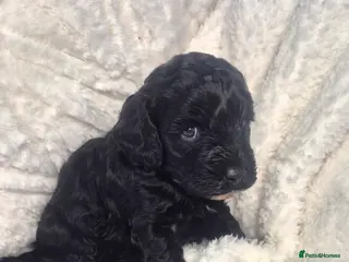 Cavapoo dogs Cavapoo puppys - Advert 2