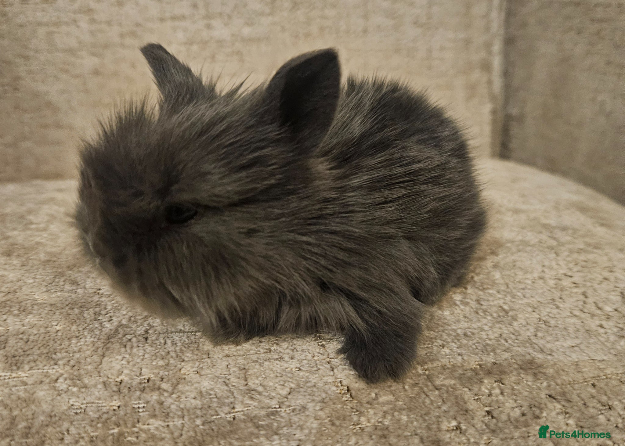 Mini Lion Lop rabbits Mini Lion Lop Kits - Advert 7