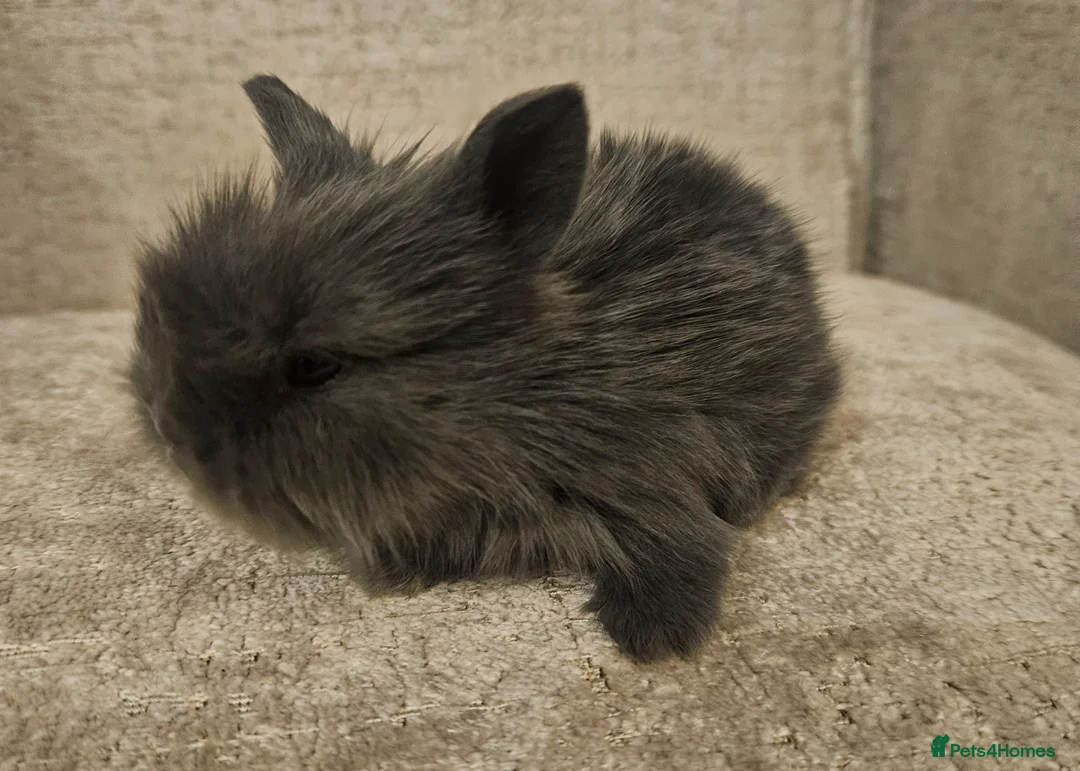 Mini Lion Lop rabbits for sale: Mini Lion Lop Kits - Advert 1