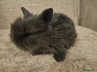 Mini Lion Lop rabbits Mini Lion Lop Kits - Advert 7
