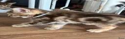 Norwegian Forest Cat cats for sale: 3 stunning half Norwegian kittens left - Advert 13