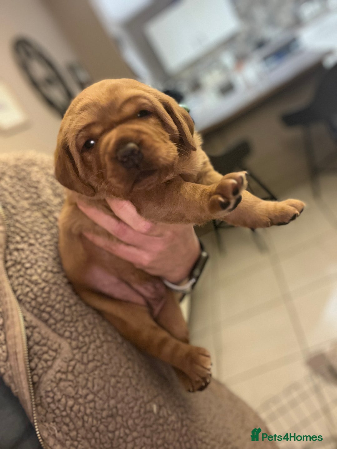 Labrador Retriever dogs for sale: KC Fox Red labradors - Advert 13