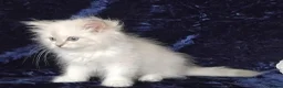 Siberian cats for sale: GCCF Registered Siberian Kitten For Sale  - Advert 13
