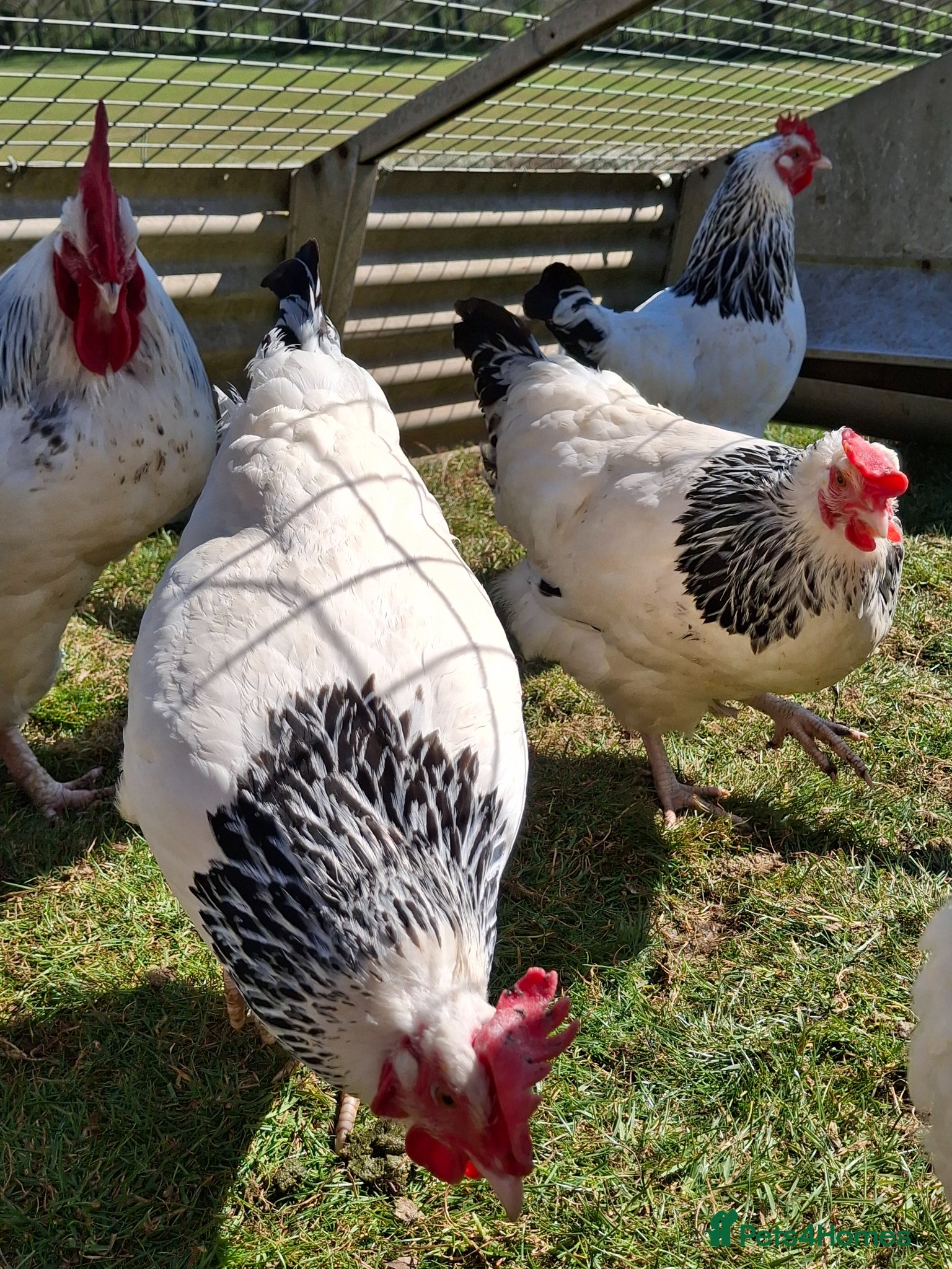 Chickens poultry X6 Light Sussex hatching eggs  - Advert 2