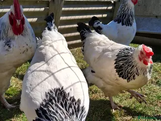 Chickens poultry X6 Light Sussex hatching eggs - Advert 2