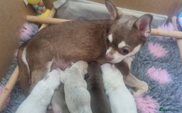 Chihuahua dogs for sale: Gorgeous Smooth coat KC registered chihuahuas - Image 16