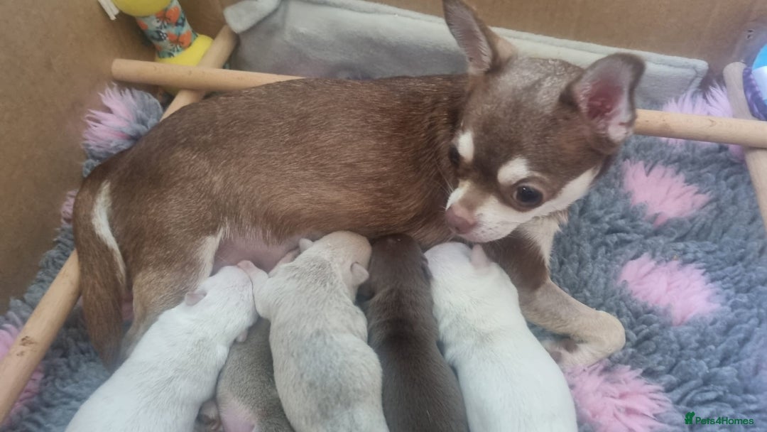 Chihuahua dogs for sale: Gorgeous Smooth coat KC registered chihuahuas - Image 16