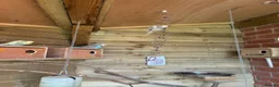 Budgerigars birds for sale: Baby budgies for sale Wigan  - Advert 10