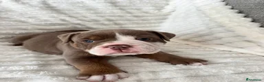 Belle Old Tyme Bulldog (orange collar)