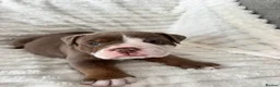 Old Tyme Bulldog dogs for sale: Only 1 beautiful pup left ( Bertie)  - Advert 19