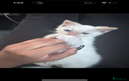 British Shorthair cats for sale: Loving kitten looking for home - Image 1