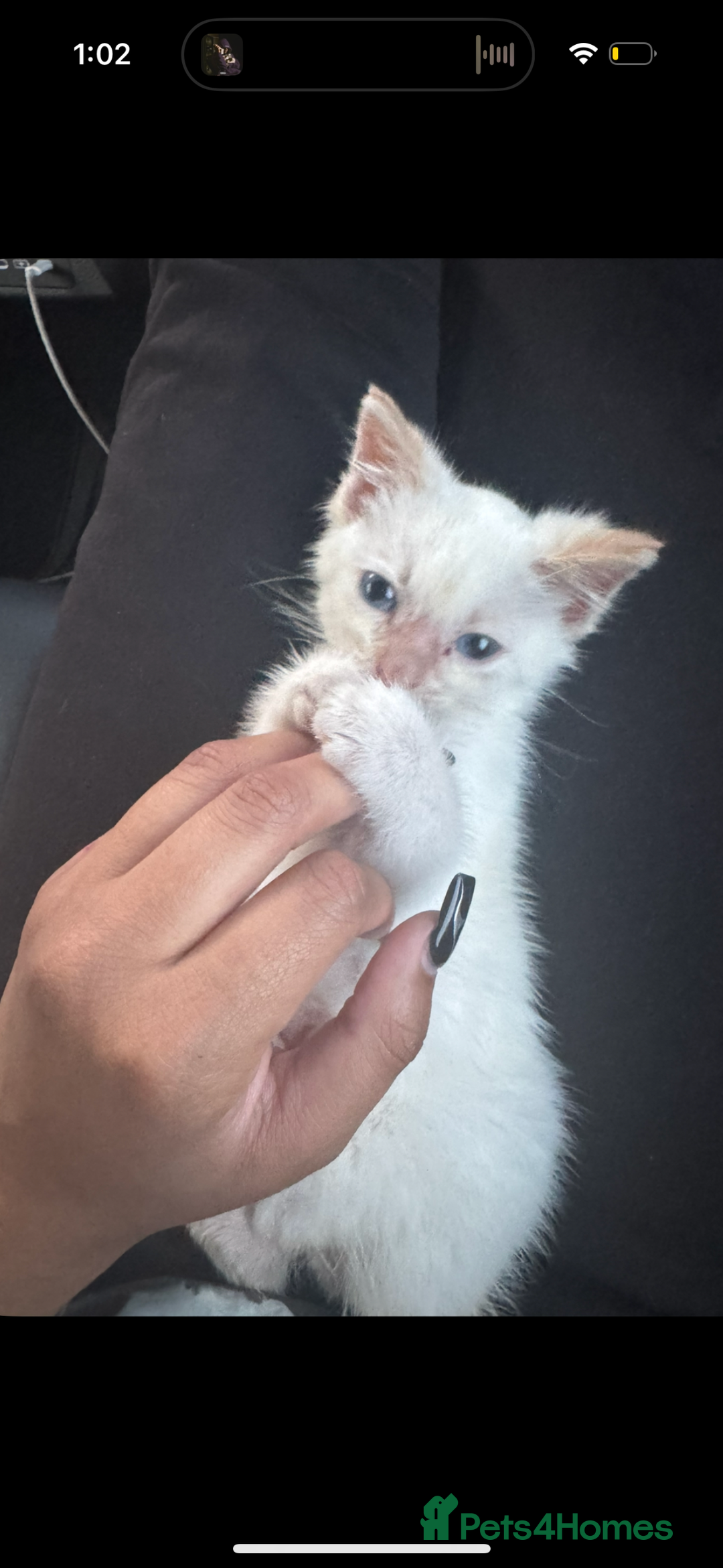 British Shorthair cats for sale: Loving kitten looking for home - Image 1