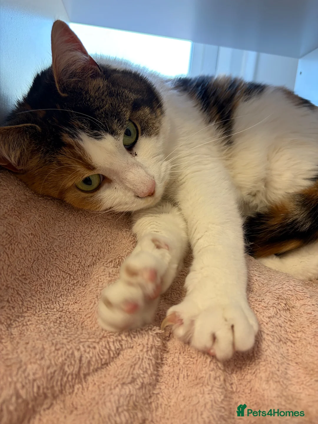 Maine Coon cats for sale: Bonnie and Binky  in Cambridge - Advert 2