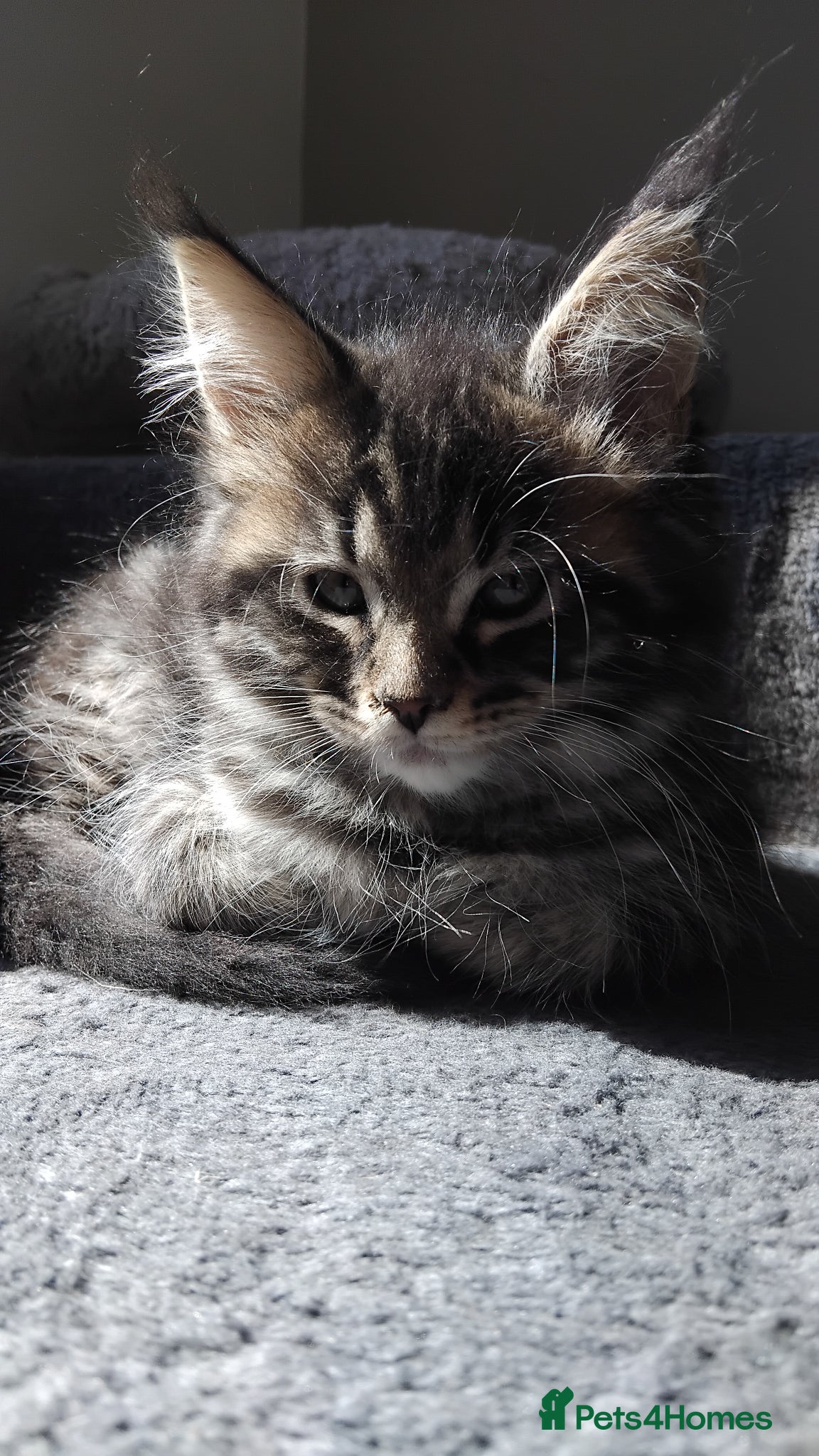 Maine Coon cats  Maine coons kittens GCCF.  Ticky Tabbys. - Advert 14