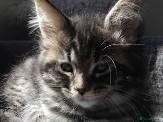Maine Coon cats Maine coons kittens GCCF. Ticky Tabbys. - Advert 14
