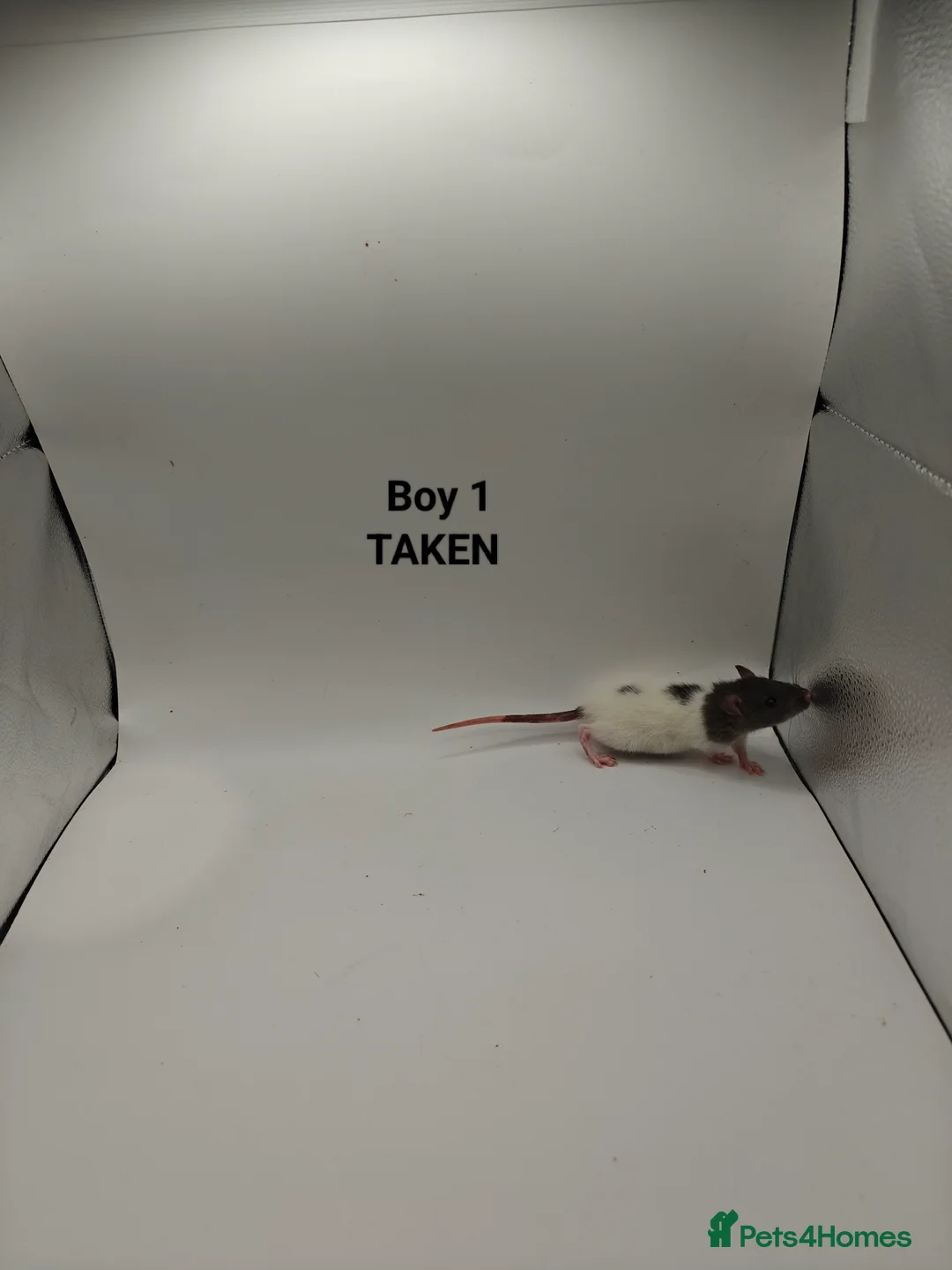 Rat rodents for sale: NOV: 18 Rats (2 Rats: 2 Girls Left) - Advert 2