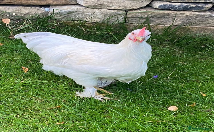 Chickens poultry - Advert 9