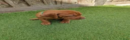 Hungarian Vizsla dogs for sale: Hungarian Vizsla Puppies KC Registered - Advert 15