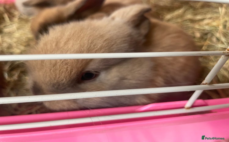 Mini Lop rabbits - Advert 7