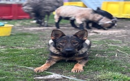 German Shepherd dogs for sale: German shepherd puppy  - Image 6