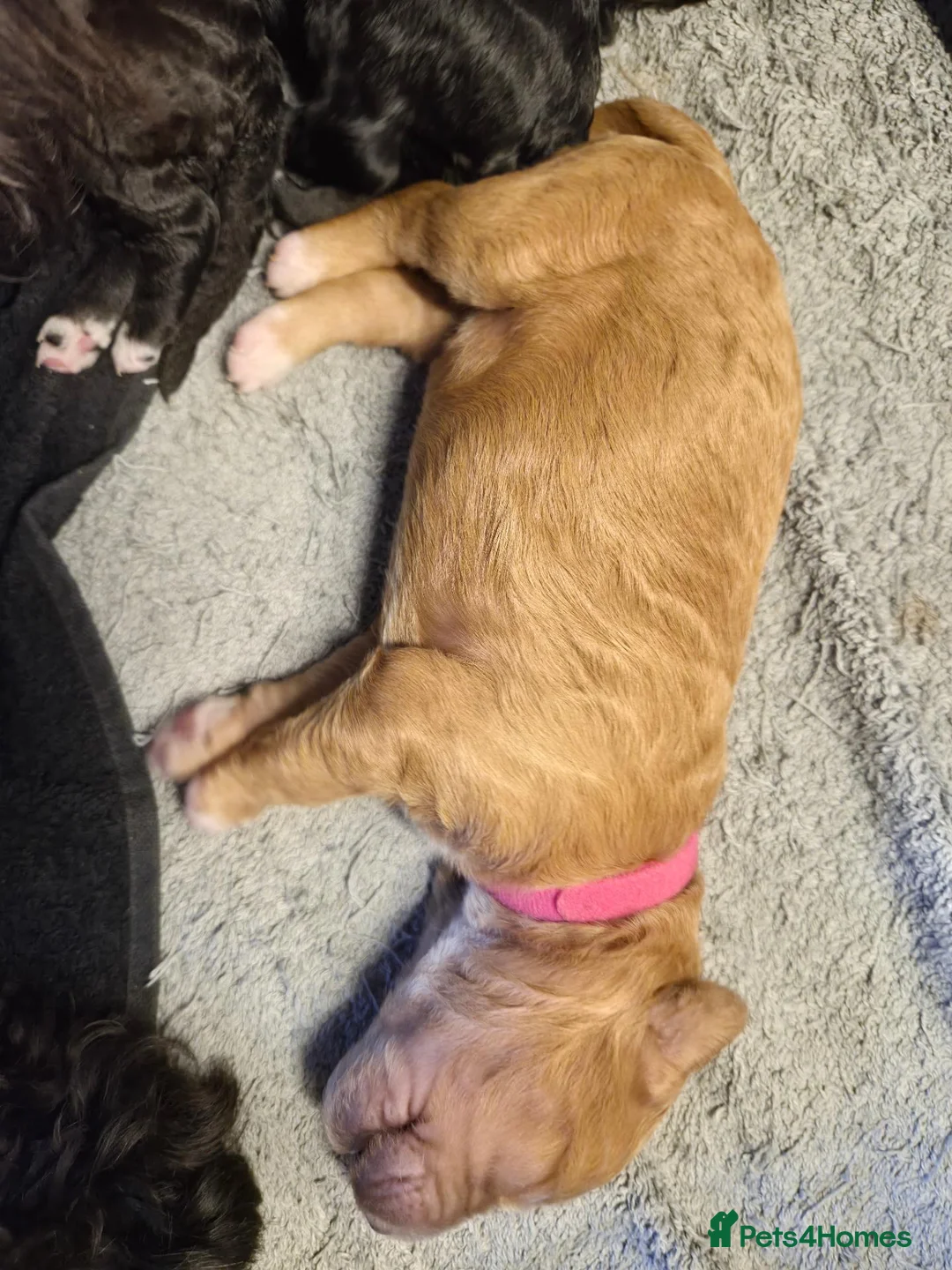 Mixed Breed dogs for sale: Australian Labradoodle x Goldendoodle Puppies - Advert 16