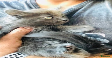 Mixed Breed cats - Advert 1