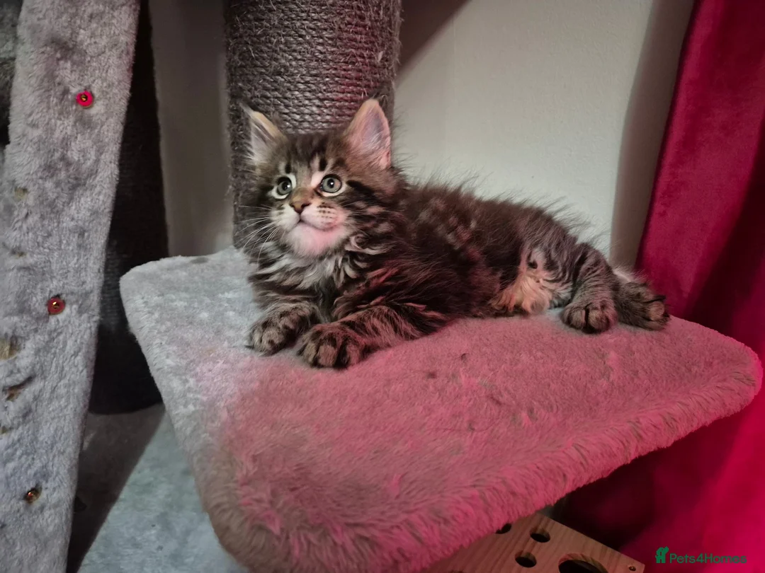 Maine Coon cats for sale: MaineCoon male kittens - Advert 24