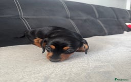 Miniature Dachshund dogs for sale: Dachshund mini - Image 4