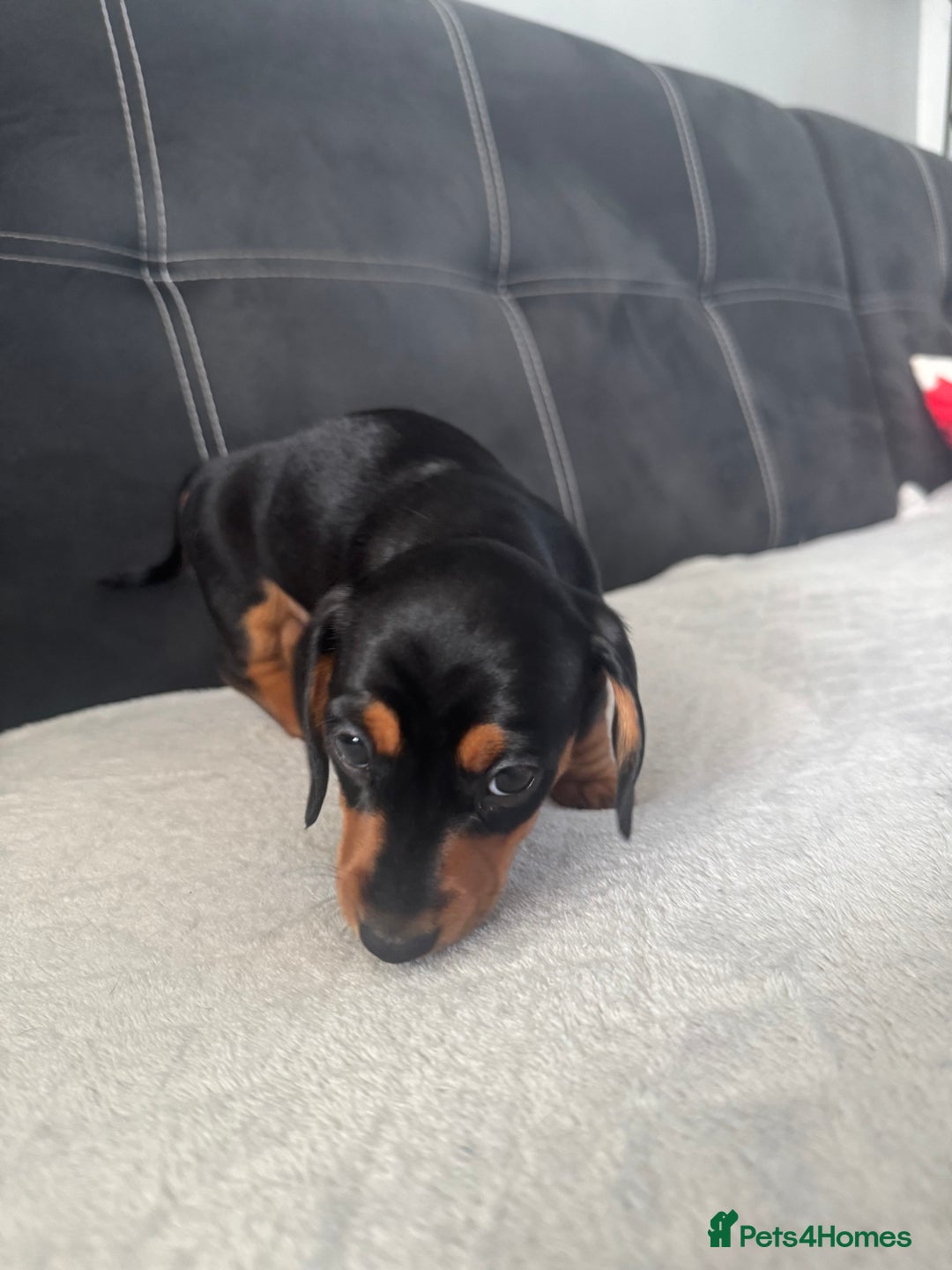 Miniature Dachshund dogs for sale: Dachshund mini - Image 4