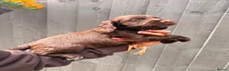 Cocker Spaniel dogs for sale: Quality health tested working cocker puppies - Advert 8