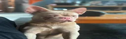 French Bulldog dogs for sale: Exceptional KC Registered French Bulldog Puppies - Advert 5