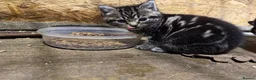 Mixed Breed cats for sale: 2 Beautiful Kittens ready to go for half term - Advert 5