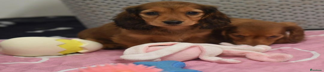 Miniature Dachshund Puppy 5