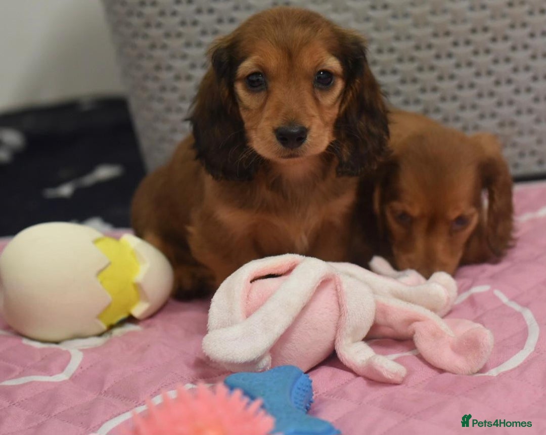 Miniature Dachshund dogs for sale: Miniature long-haired puppies  - Image 6