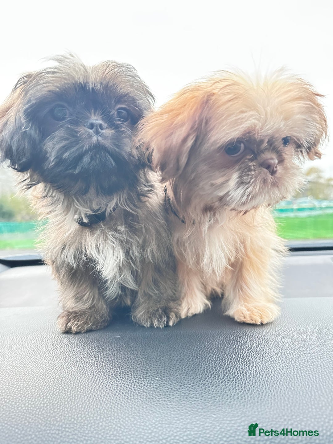 Shih Tzu dogs for sale: 2 x  Imperial Shihtzu - Advert 2